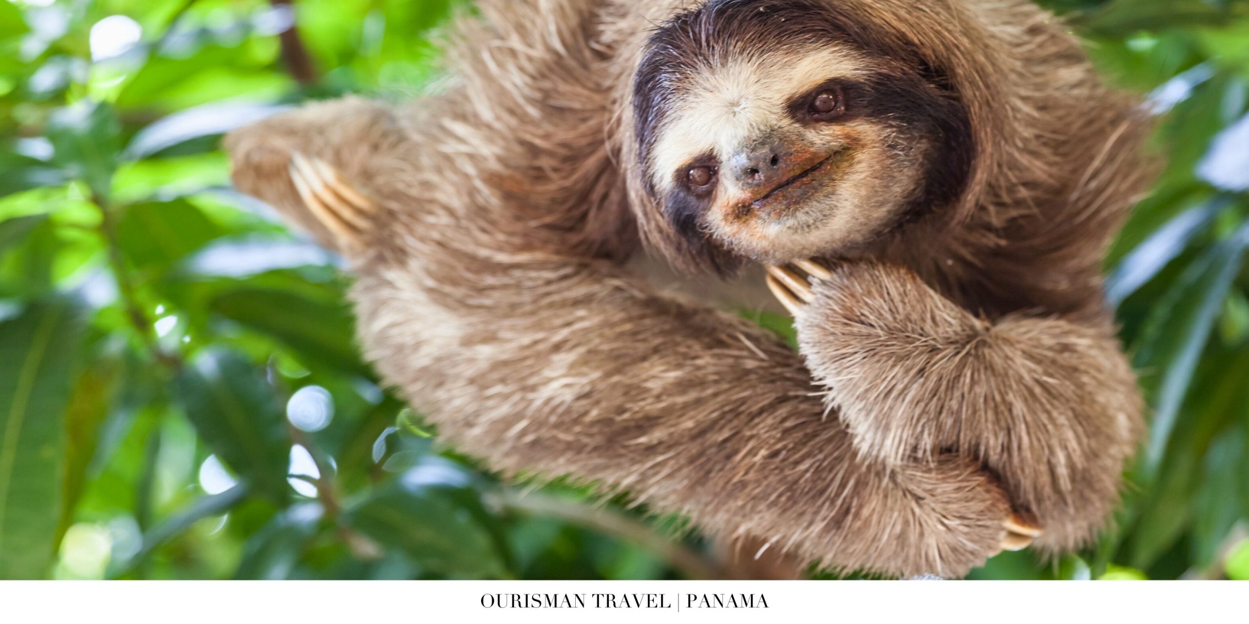 Sloth hanging from a tree branch in Panama’s tropical rainforest