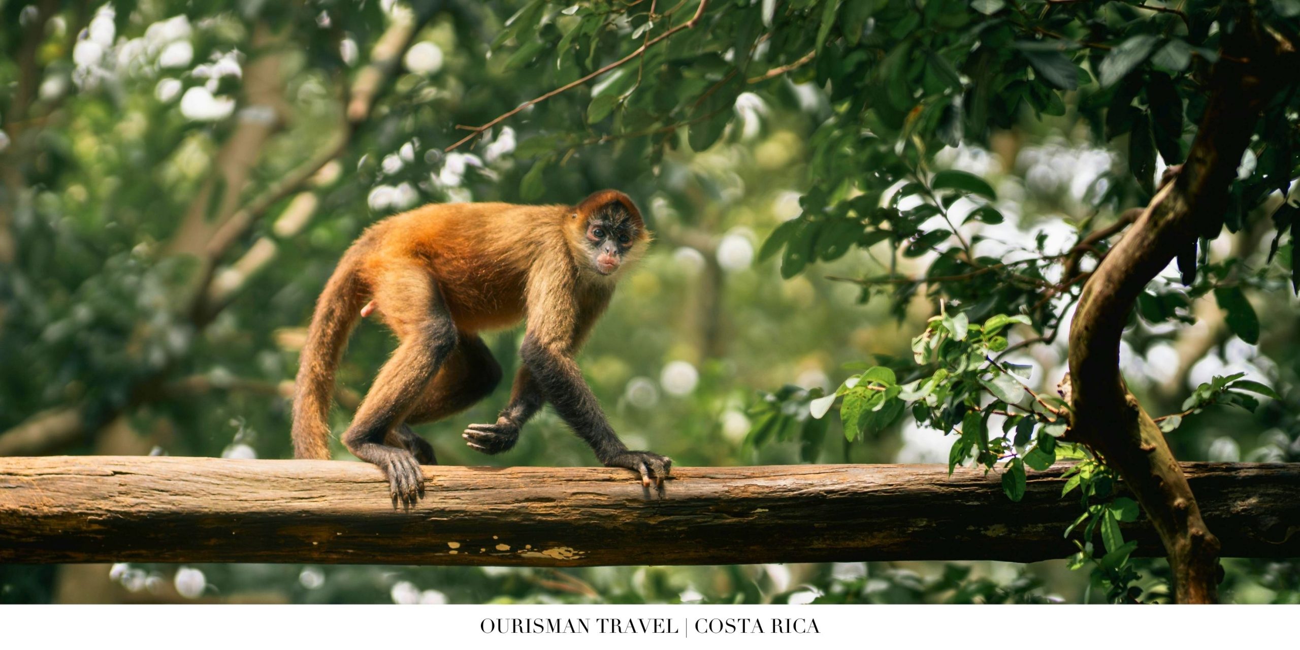 Curious monkey perched on a tree branch in Costa Rica rainforest