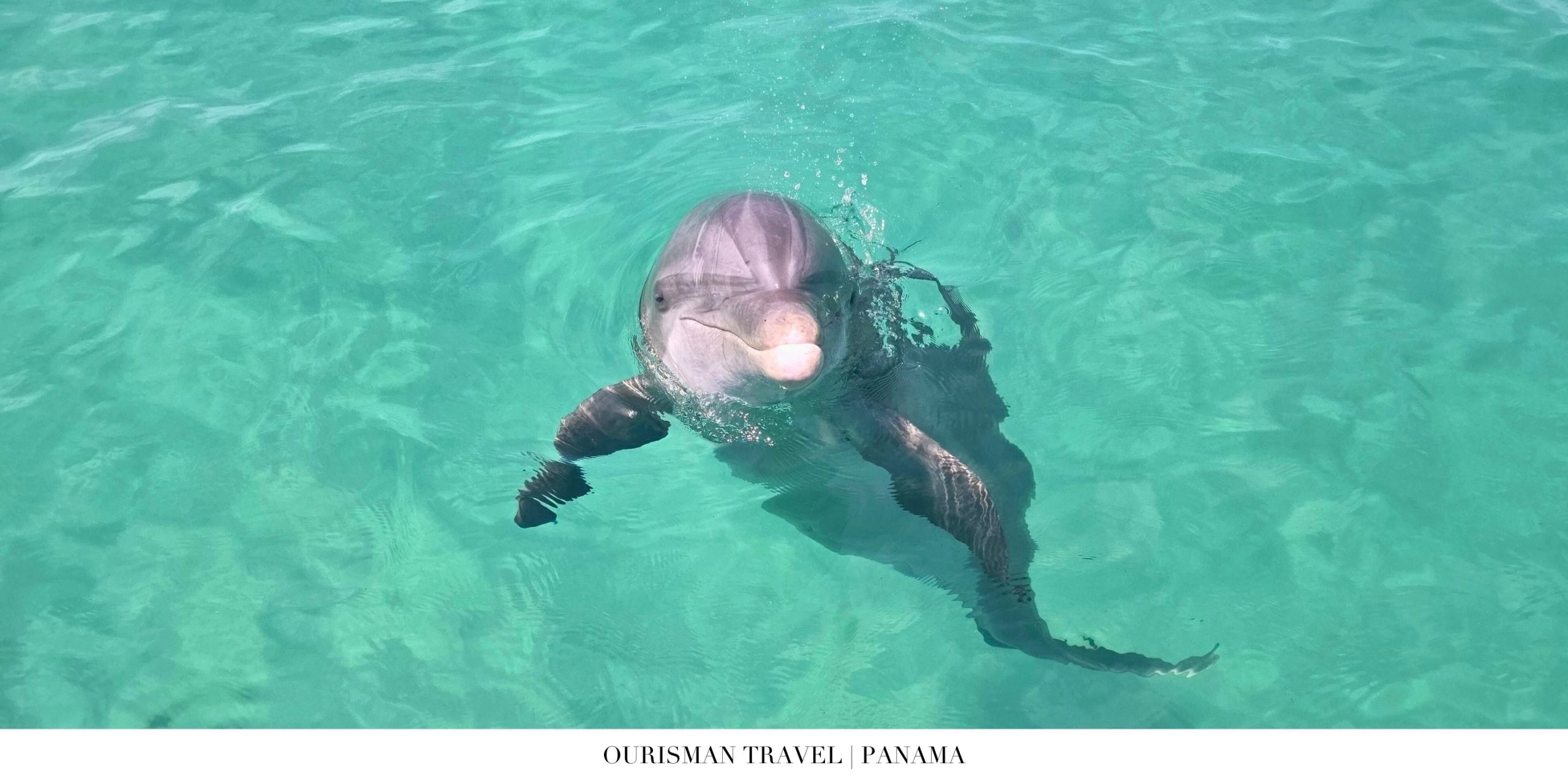 Playful dolphin leaping from the waters off Panama’s coast