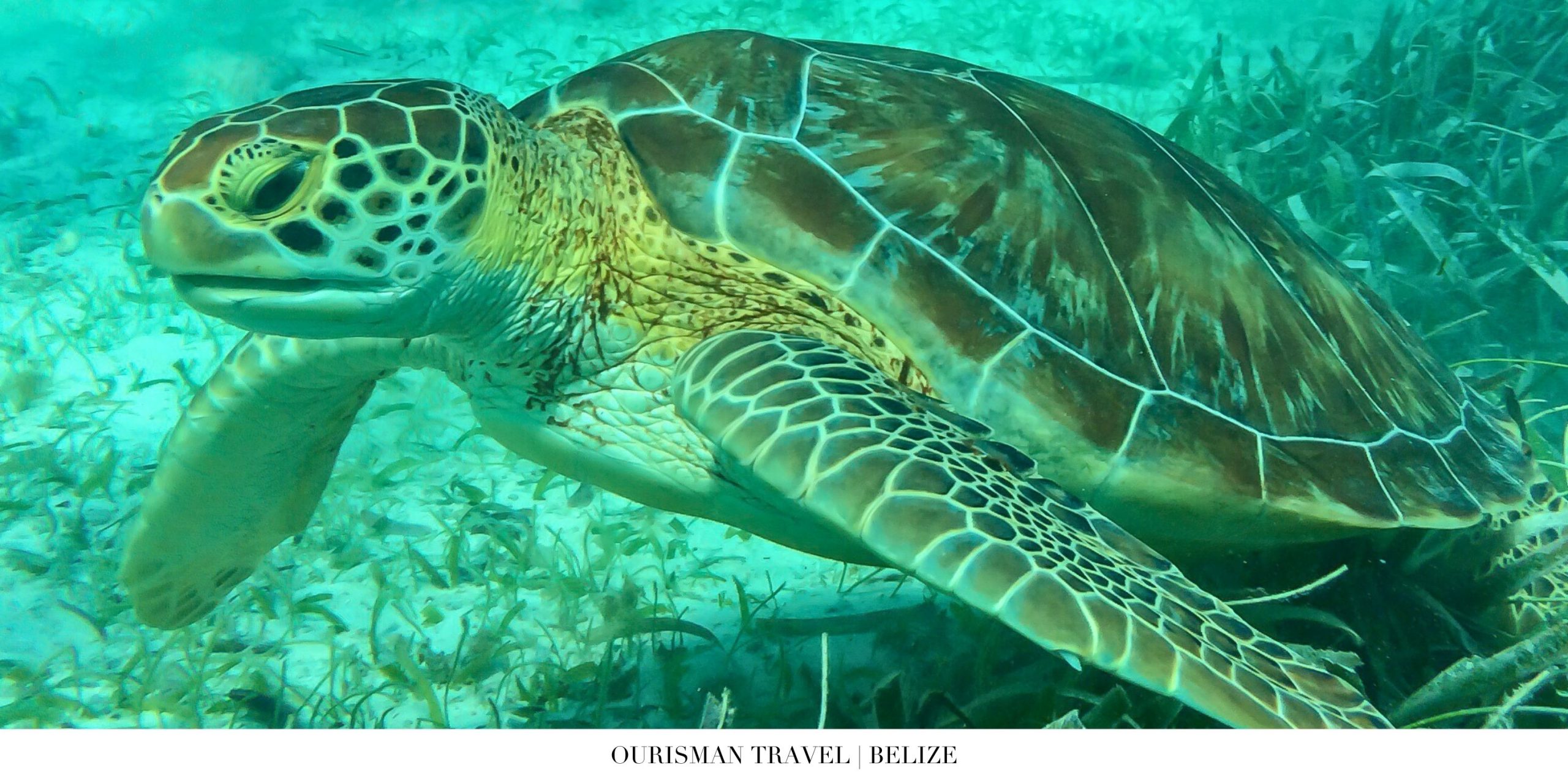 Sea turtle swimming in crystal-clear waters off the coast of Belize