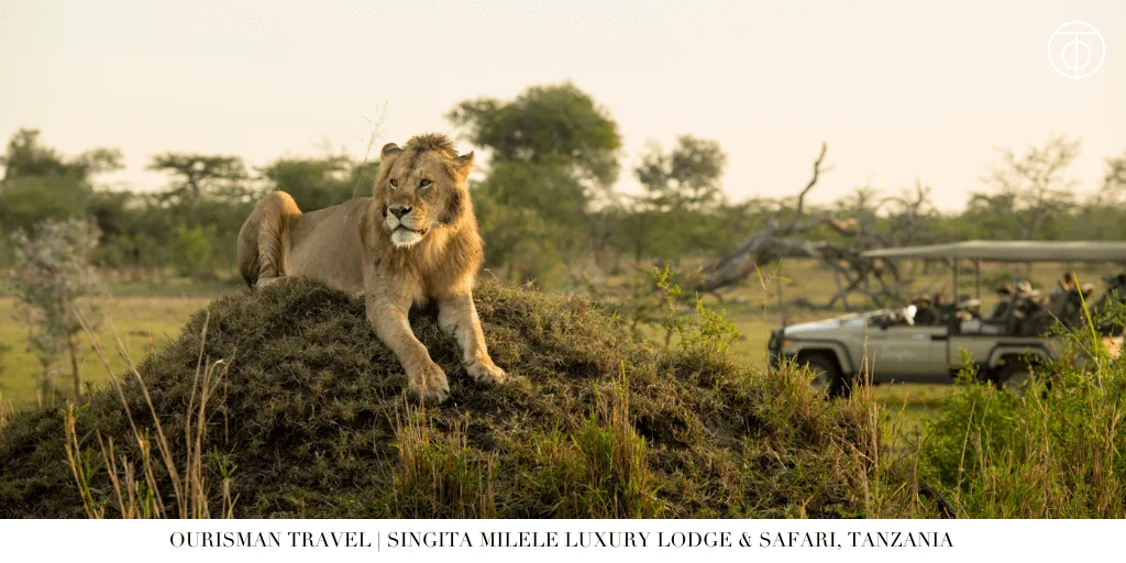 lion in Serengeti near Singita Milele Tanzania safari