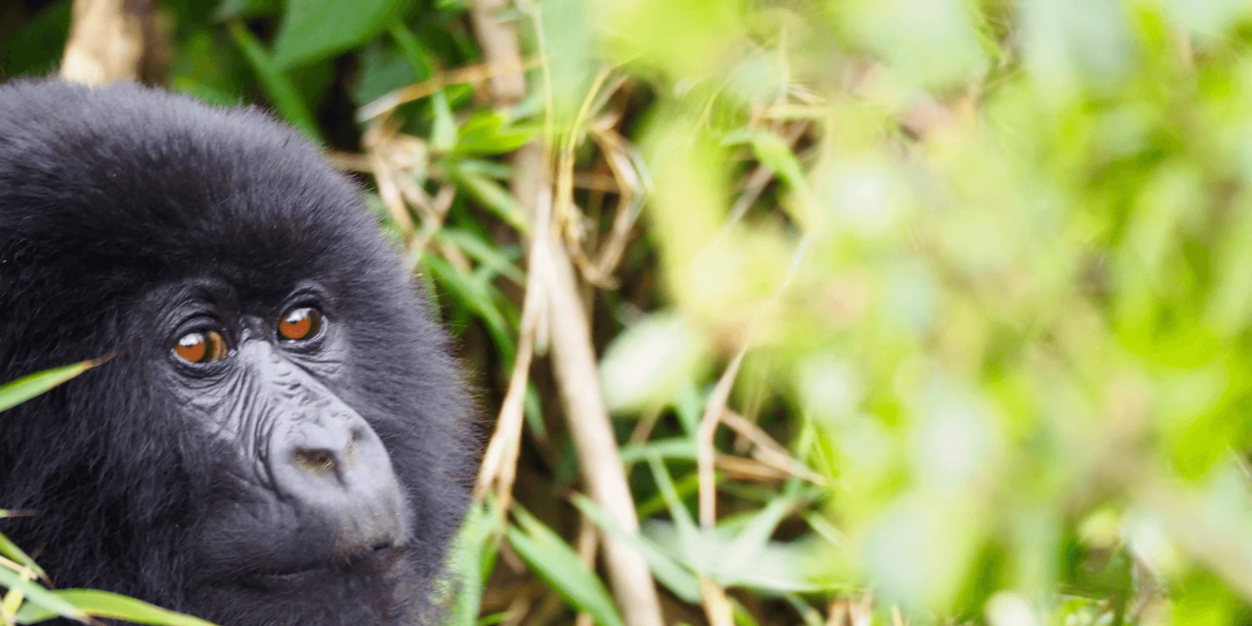 Gorilla in natural forest habitat