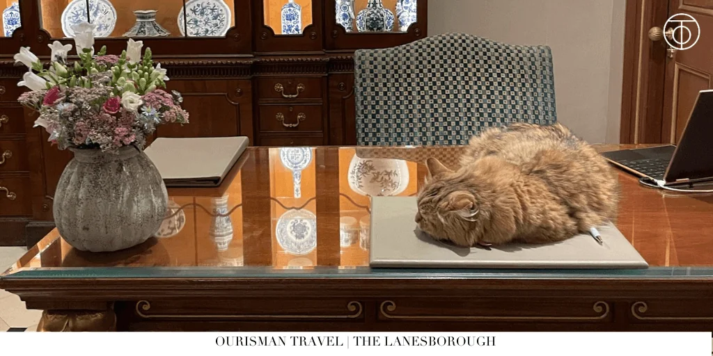 The Lanesborough London cat