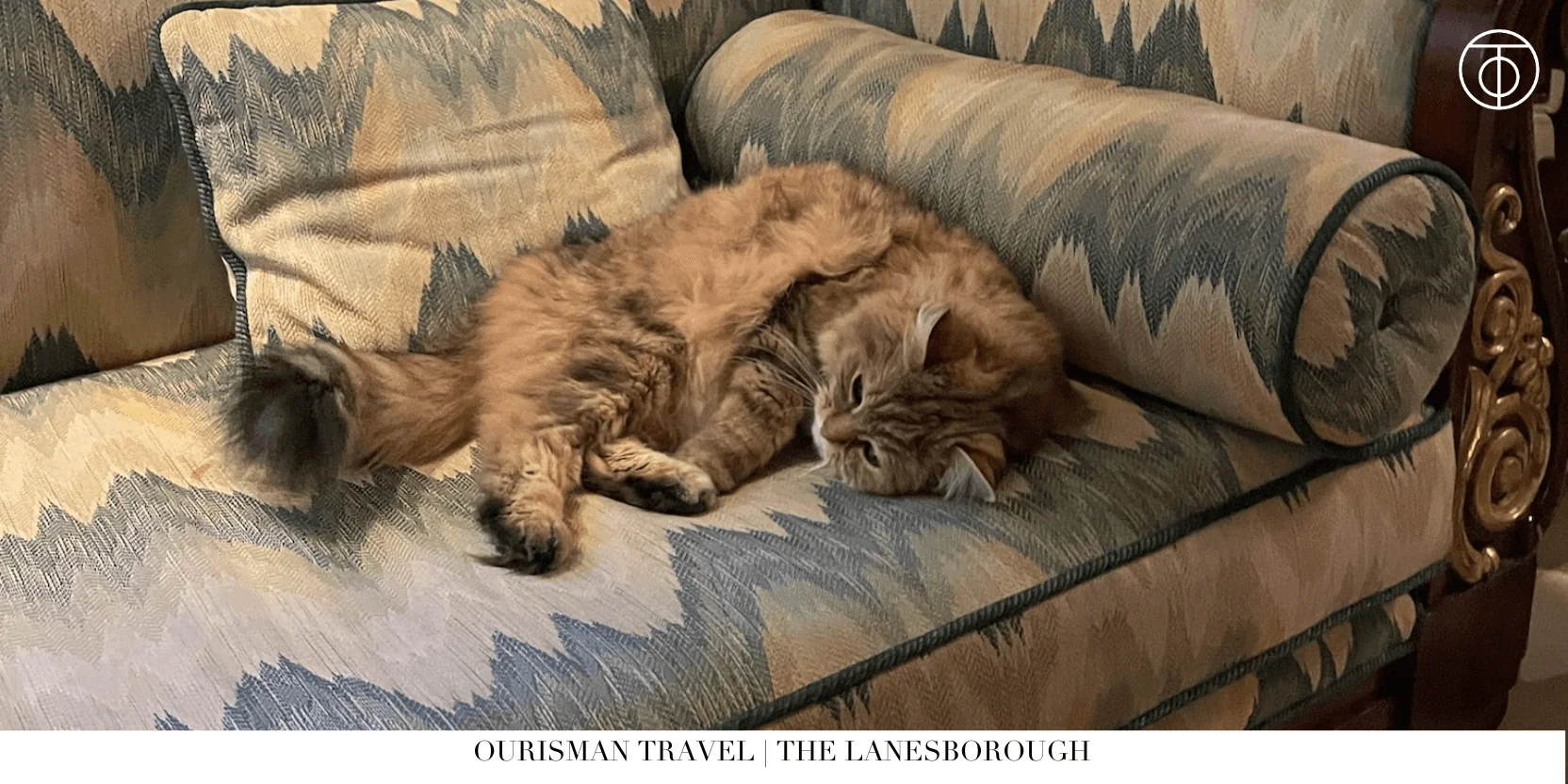 The Lanesborough London cat