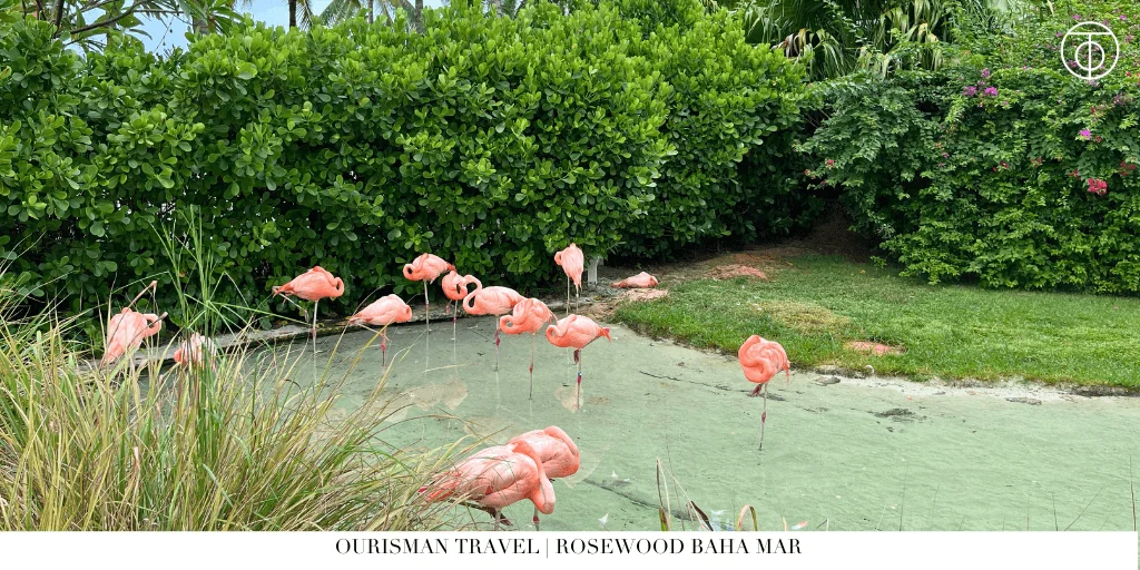 Flamingos standing in a lagoon at the wildlife sanctuary at Baha Mar