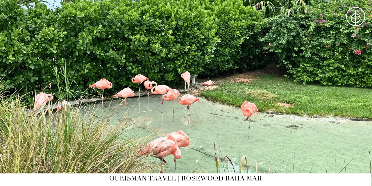 Baha Mar flamingo sanctuary Bahamas