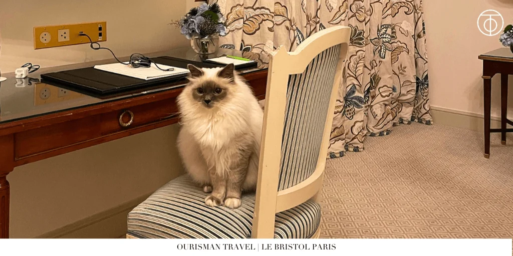 Le Bristol Paris cat