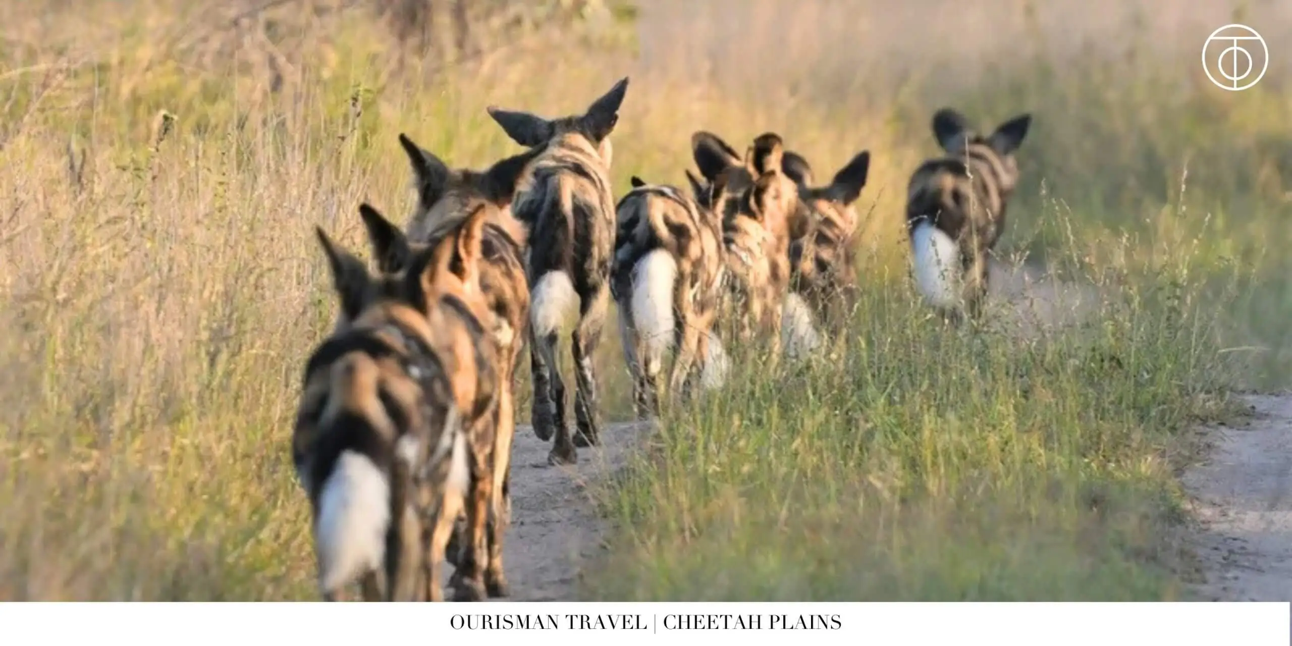 African wild dogs in Sabi Sand Nature Reserve South Africa