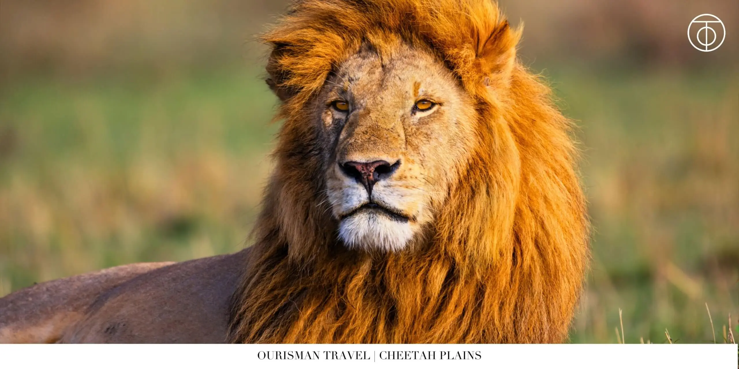 Lion in Sabi Sand Nature Reserve South Africa