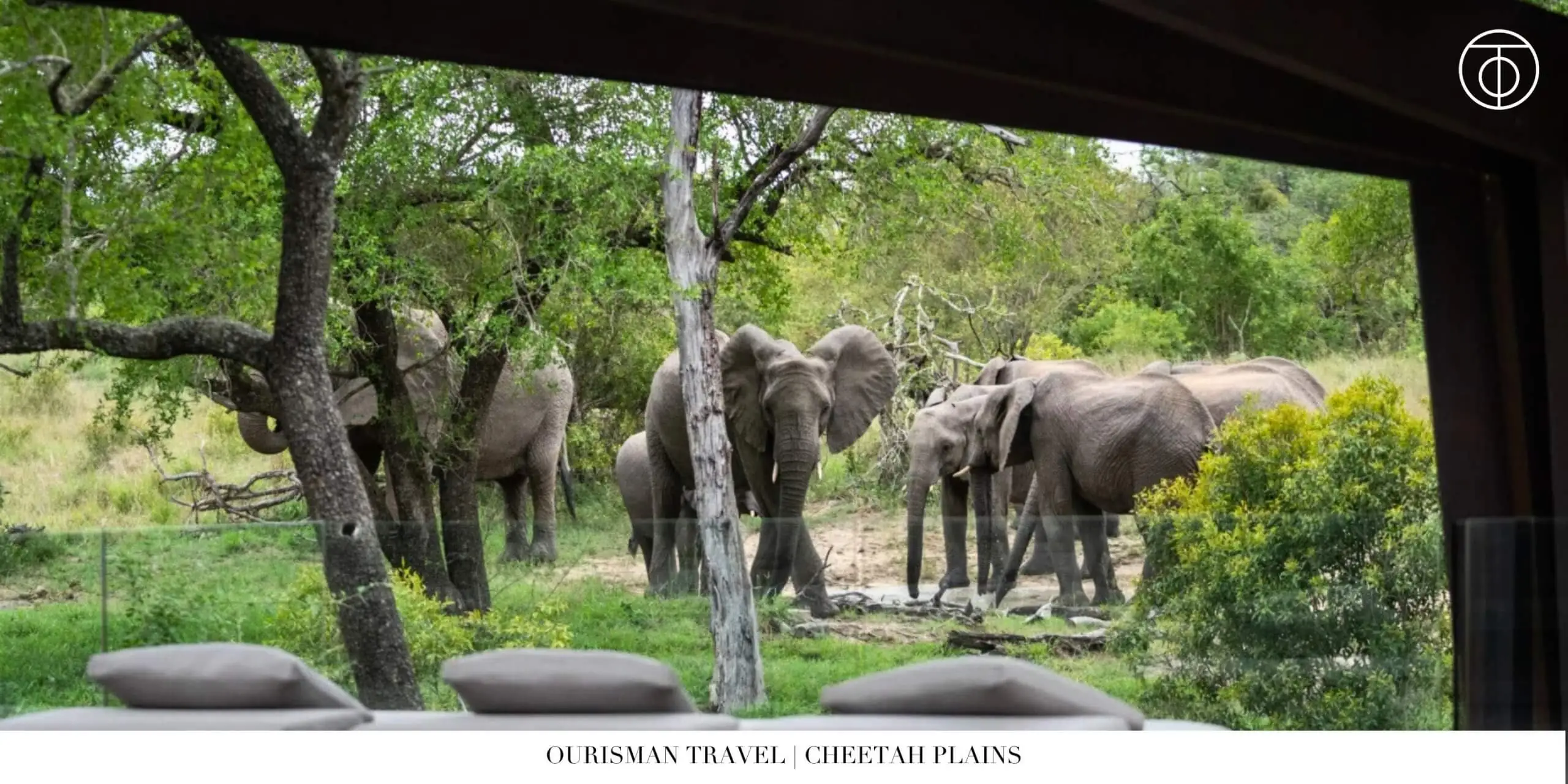 Elephants at Cheetah Plains in Sabi Sand South Africa