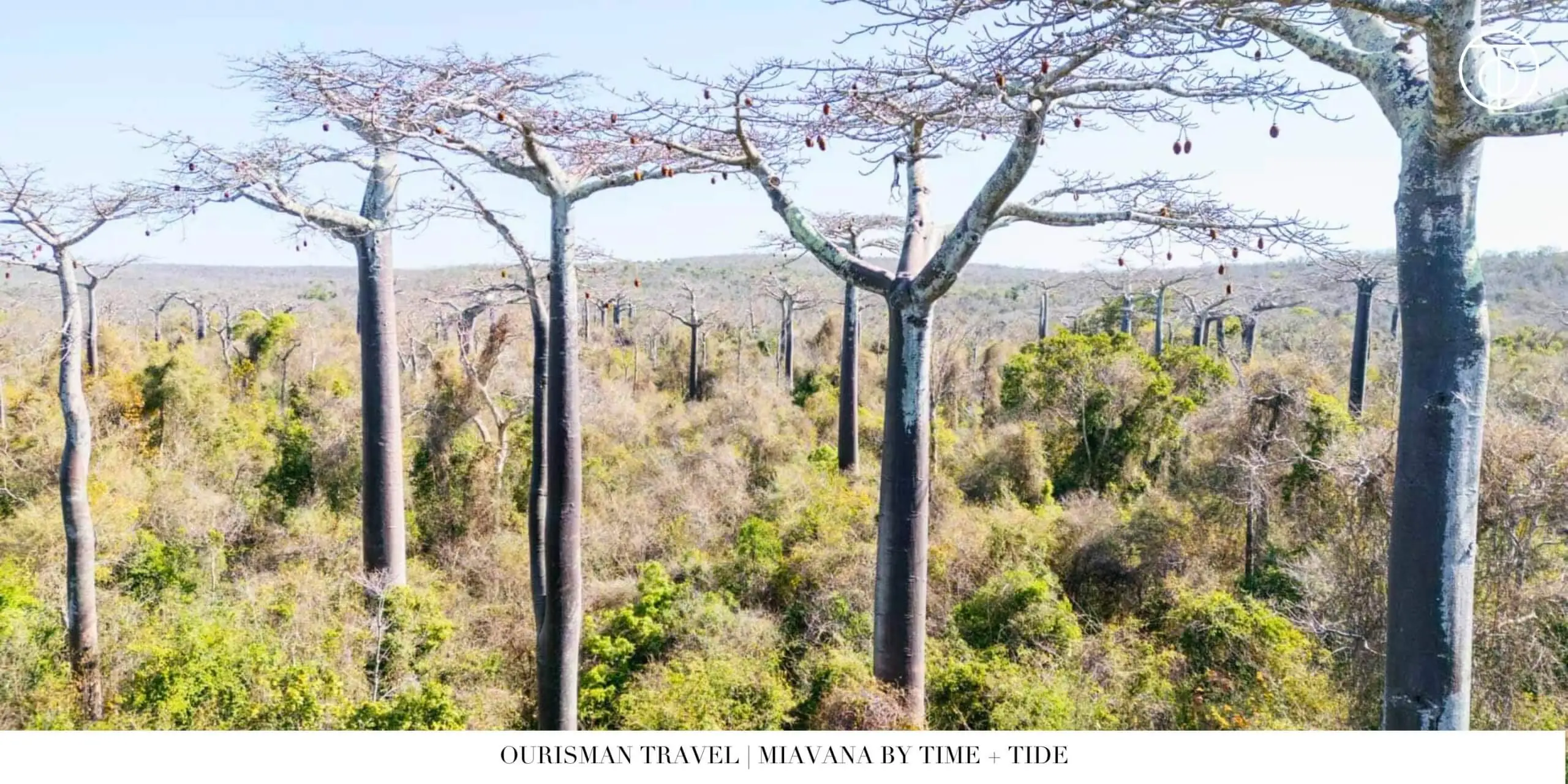 Baobab trees in Madagascar near Miavana