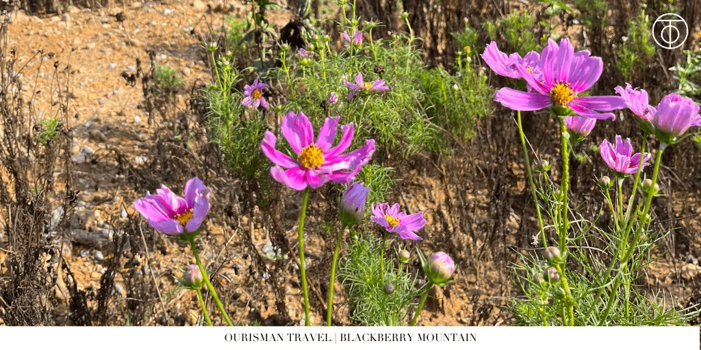 Wildflowers on trail at Blackberry Mountain Tennessee