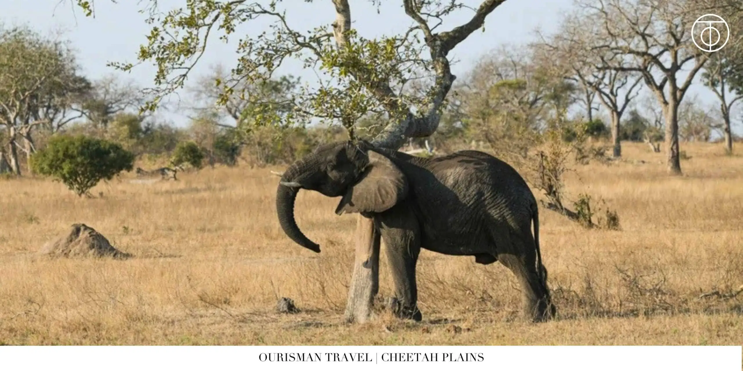 Elephant in Sabi Sand Nature Reserve South Africa