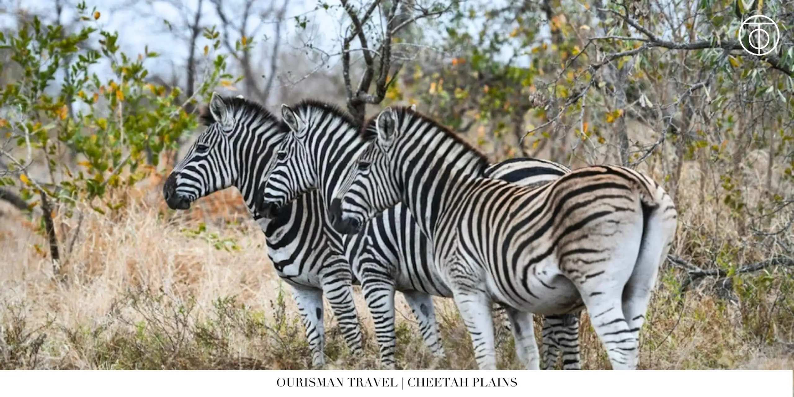 Zebras in Sabi Sand Nature Reserve South Africa