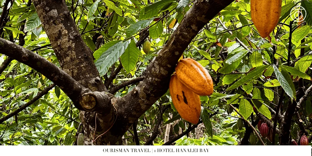 Cacao pods growing on tree at 1 Hotel Hanalei Bay in Kauai