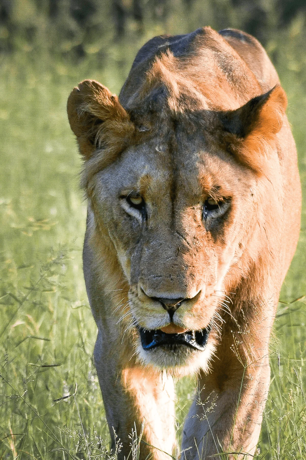 Wildlife in the serengeti