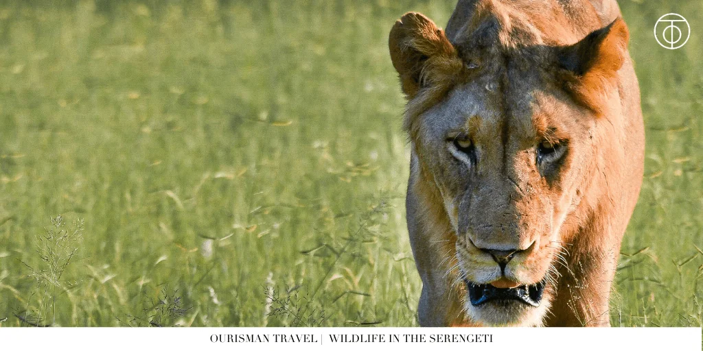 The Great Migration Tanzania lion