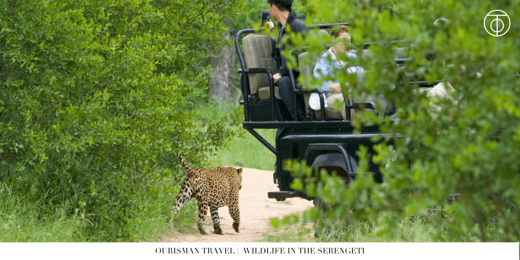 the Great Migration safari wildlife