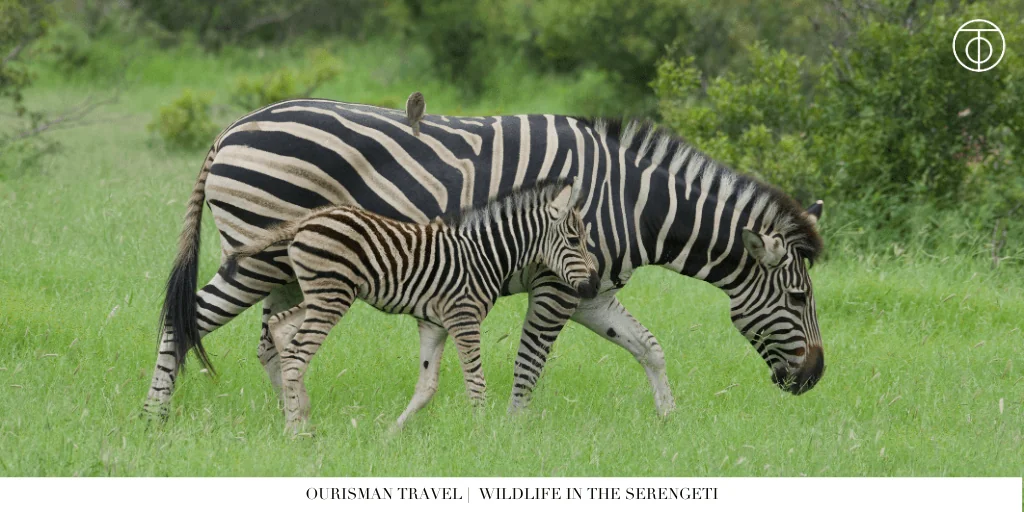 the Great Migration safari wildlife