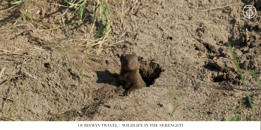 the Great Migration safari wildlife