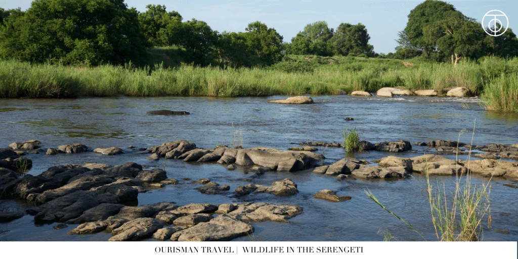 the Great Migration safari wildlife