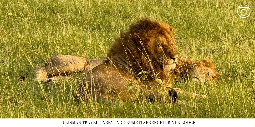 &Beyond Grumeti Serengeti River Lodge lion