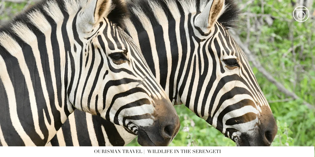 The Great Migration Tanzania zebra