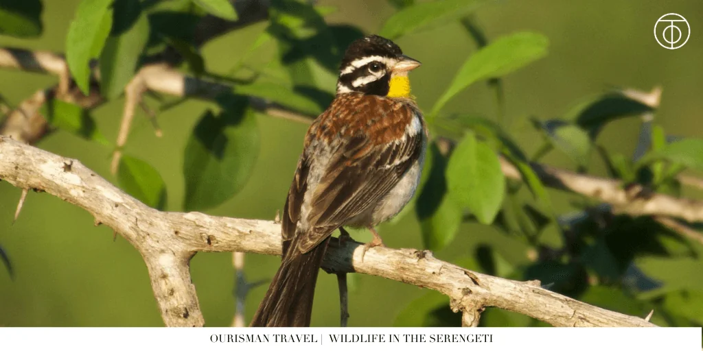 Wildlife in the serengeti