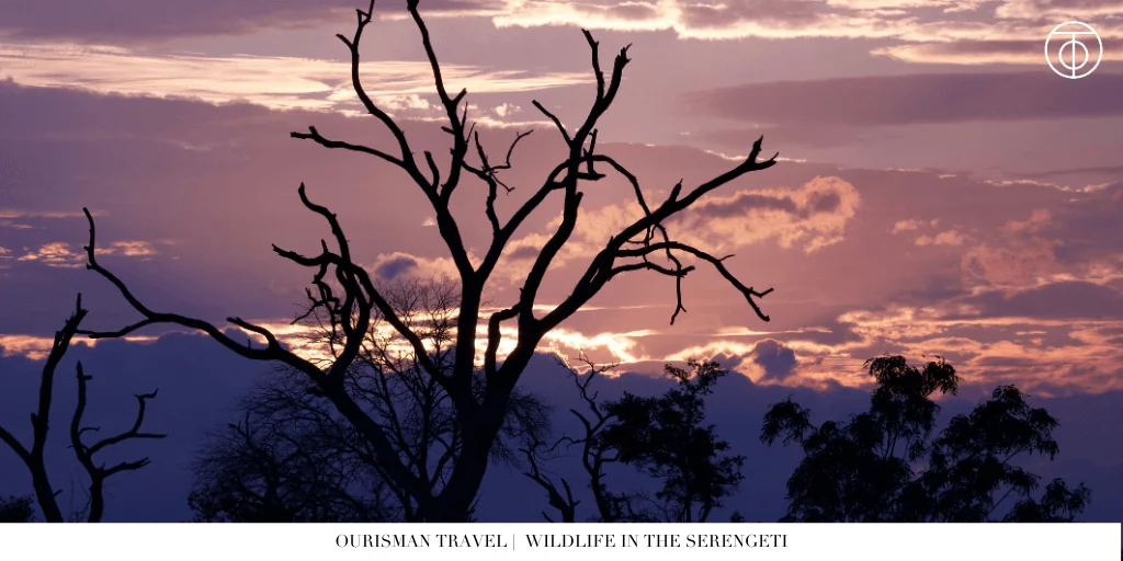 The Great Migration Tanzania