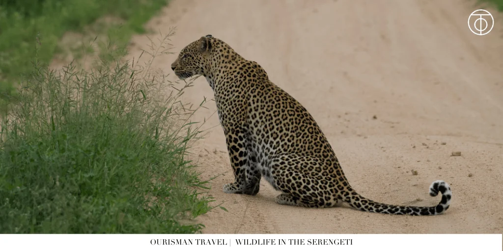 Wildlife in the serengeti