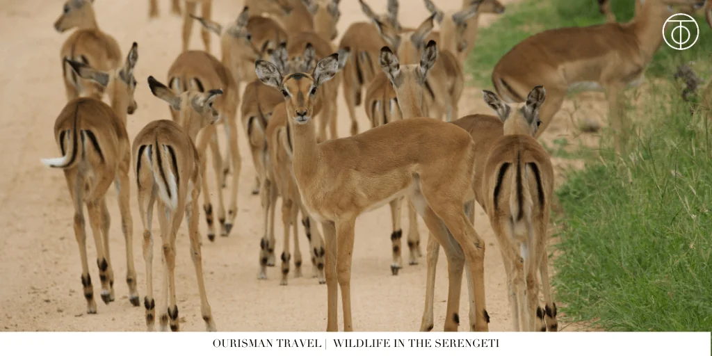 Wildlife in the serengeti