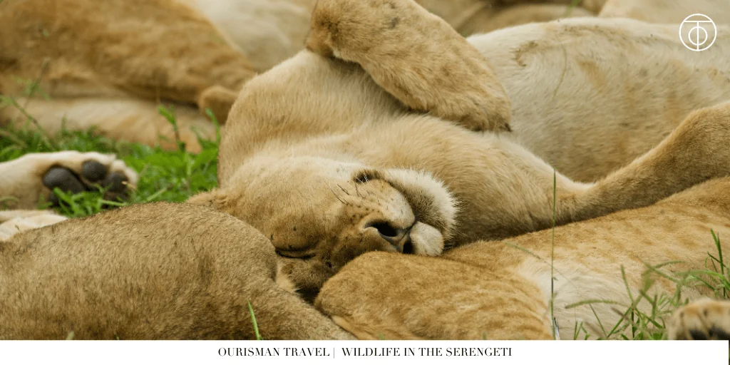 The Great Migration Tanzania lion