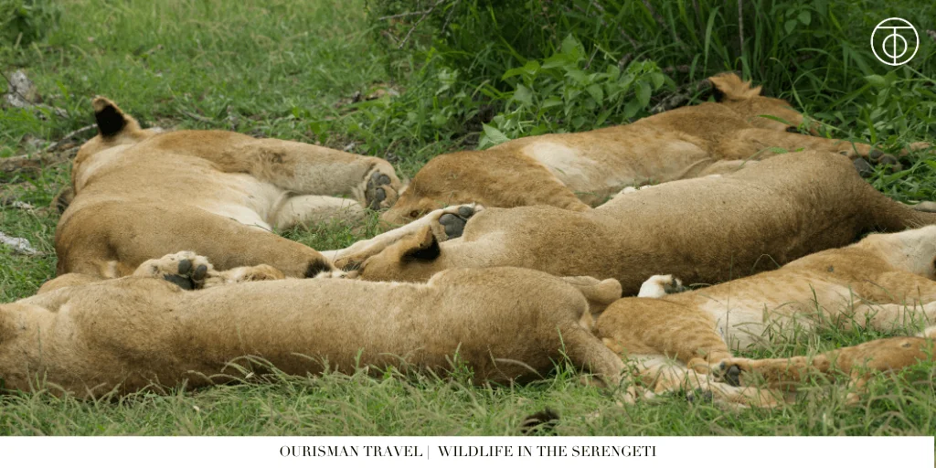 The Great Migration Tanzania lion cubs