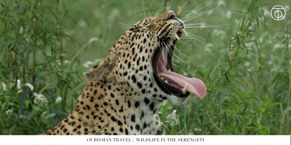 The Great Migration Tanzania cheetah