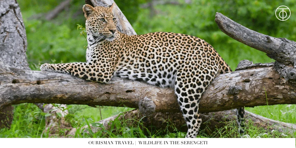 WIldlife in the serengeti