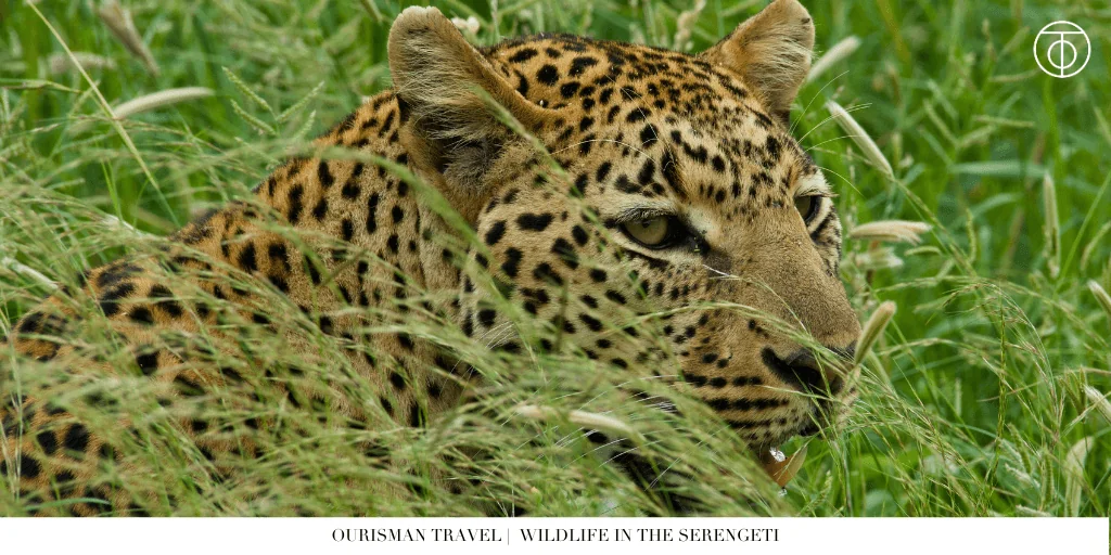 the Great Migration safari wildlife