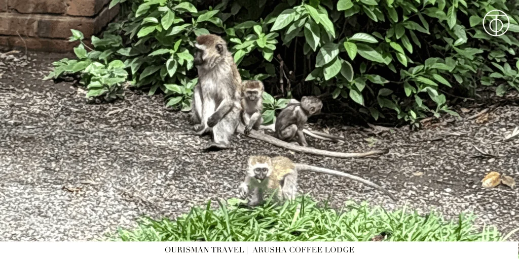 Arusha Lodges Coffee Lodge