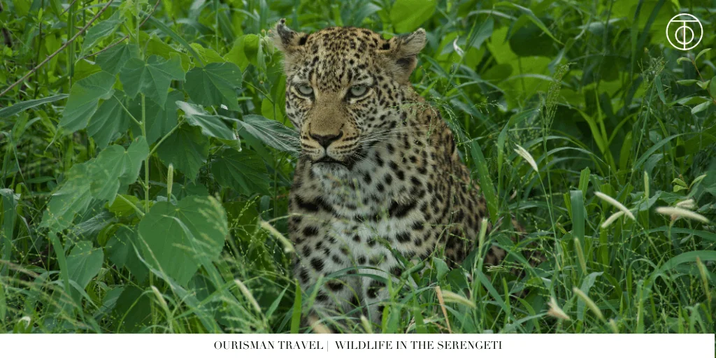 the Great Migration safari wildlife