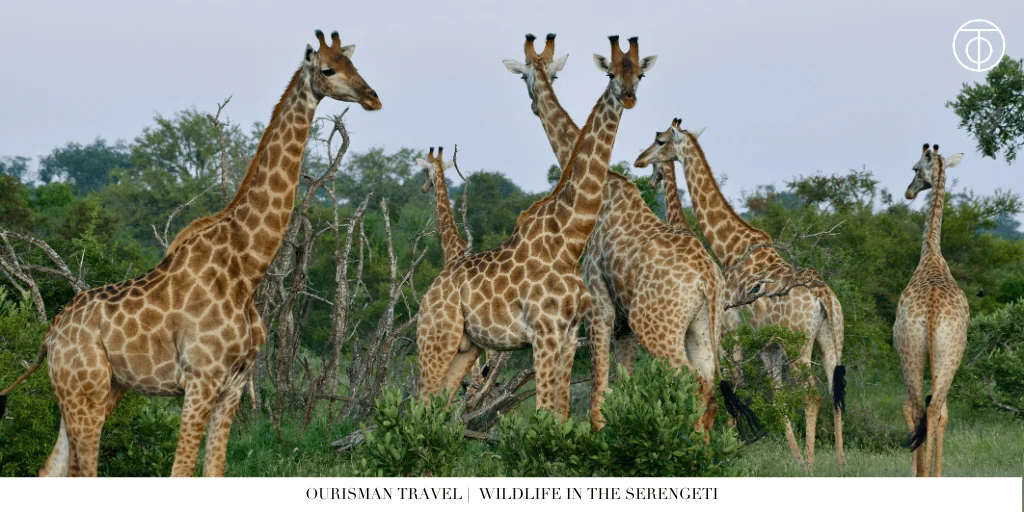 the Great Migration safari wildlife