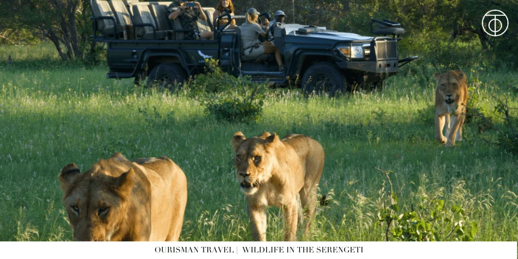 the Great Migration safari wildlife