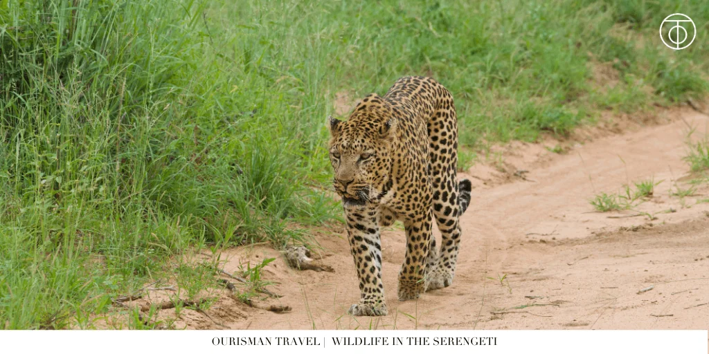 the Great Migration safari wildlife