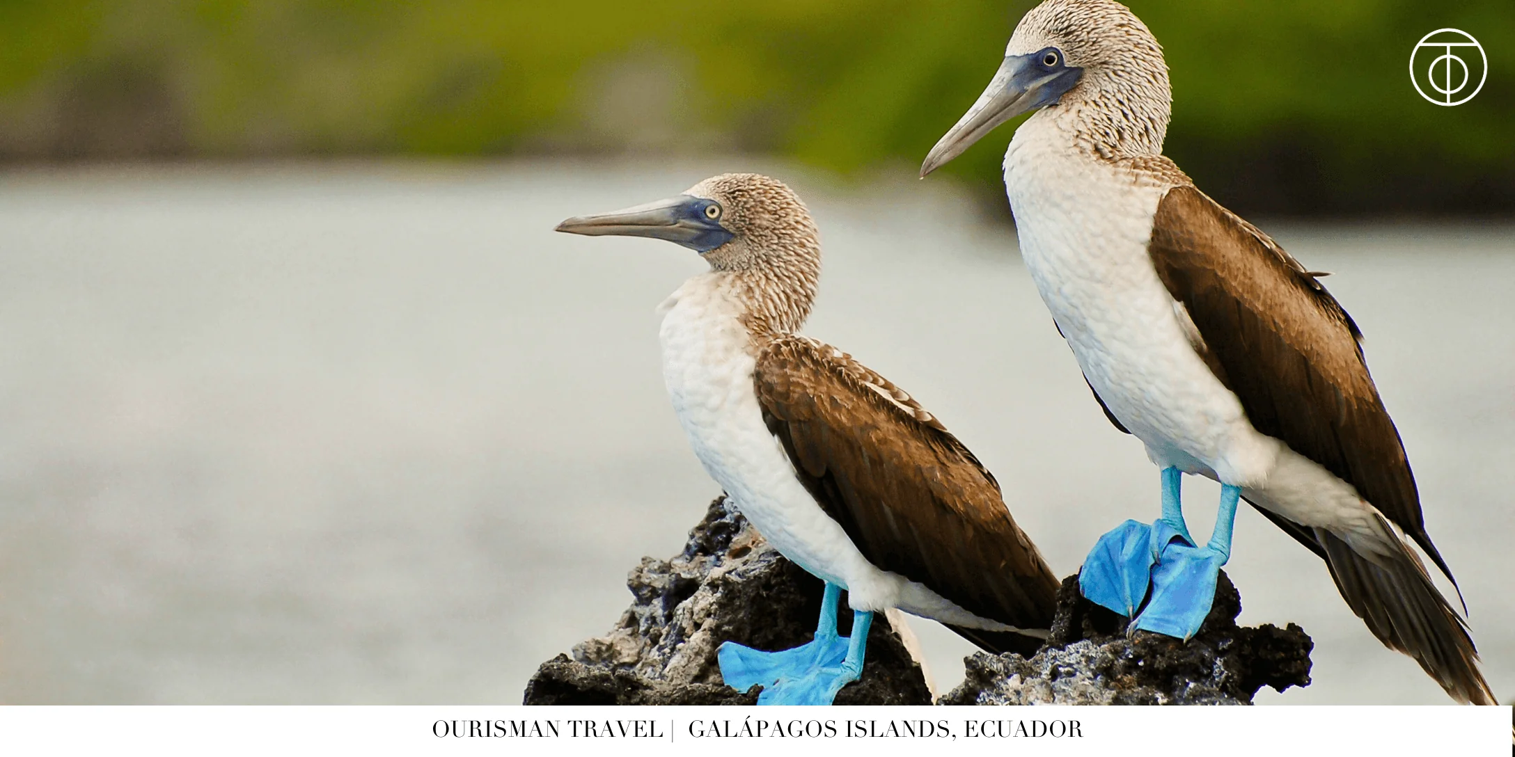 Birds Galápagos Islands