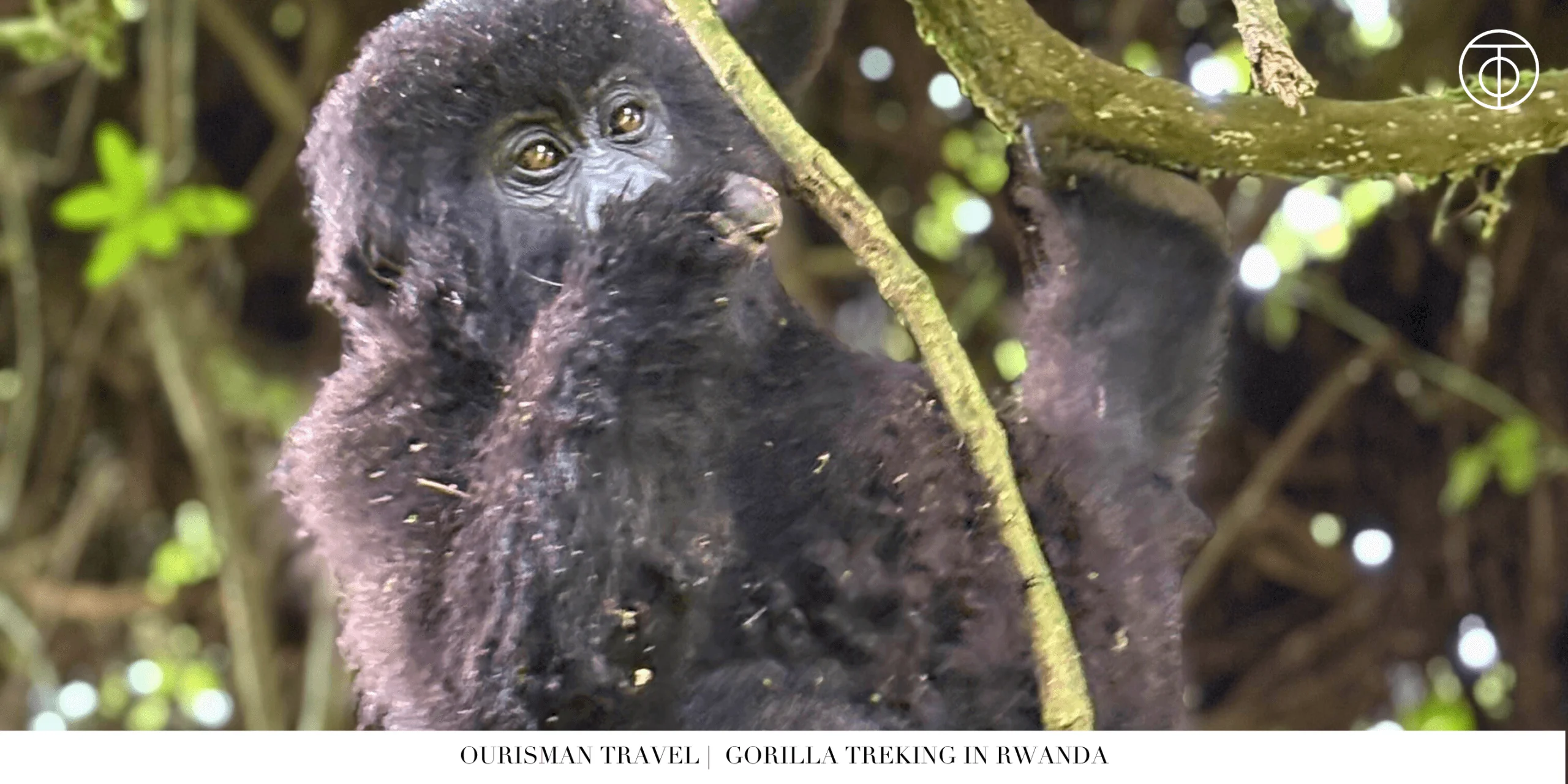 Monkeys Gorilla Trekking in Rwanda