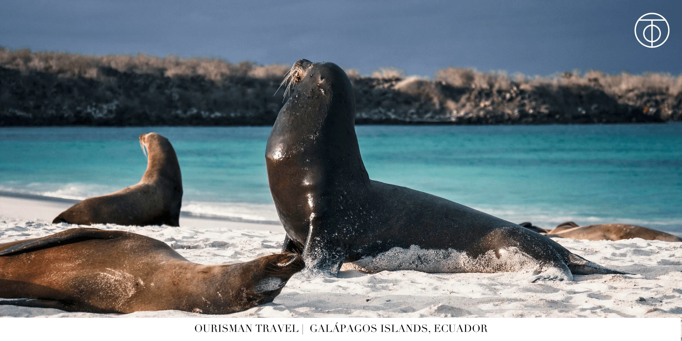 Galápagos Islands seals