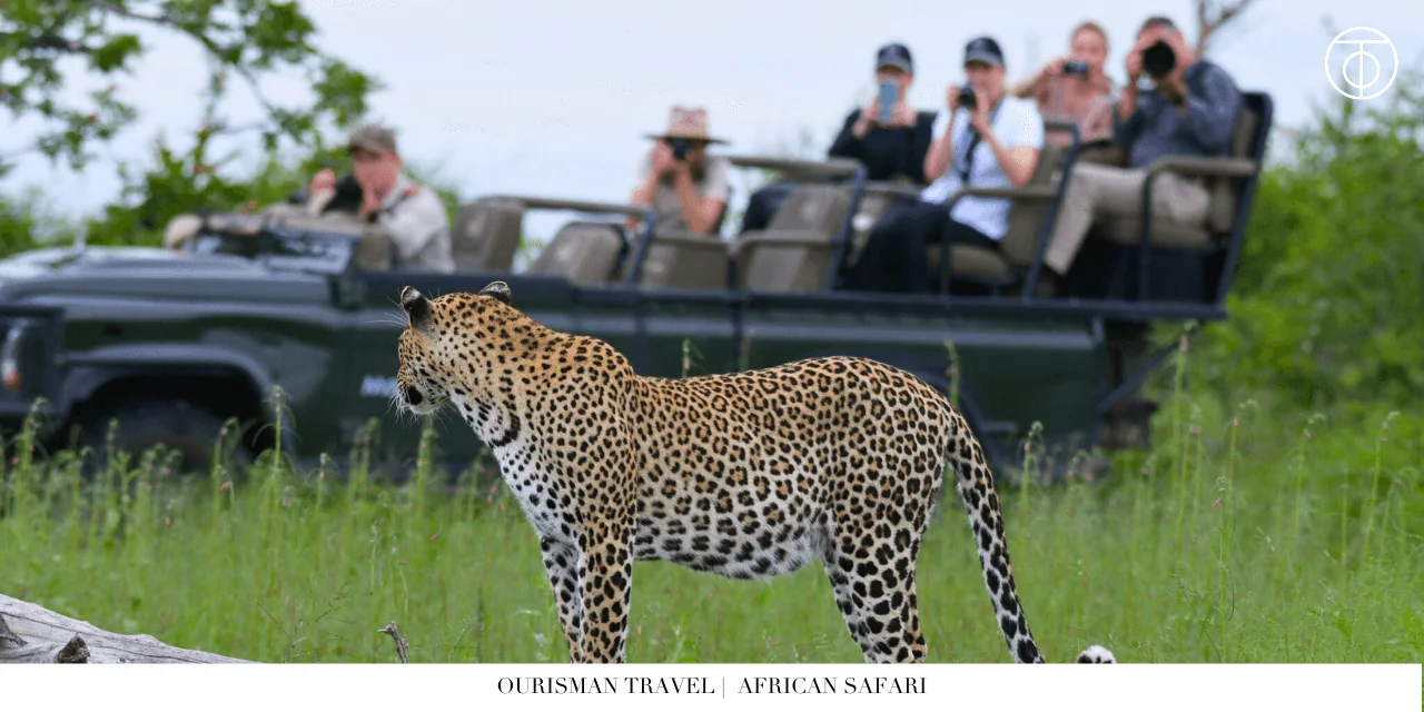 Leopard on African safari