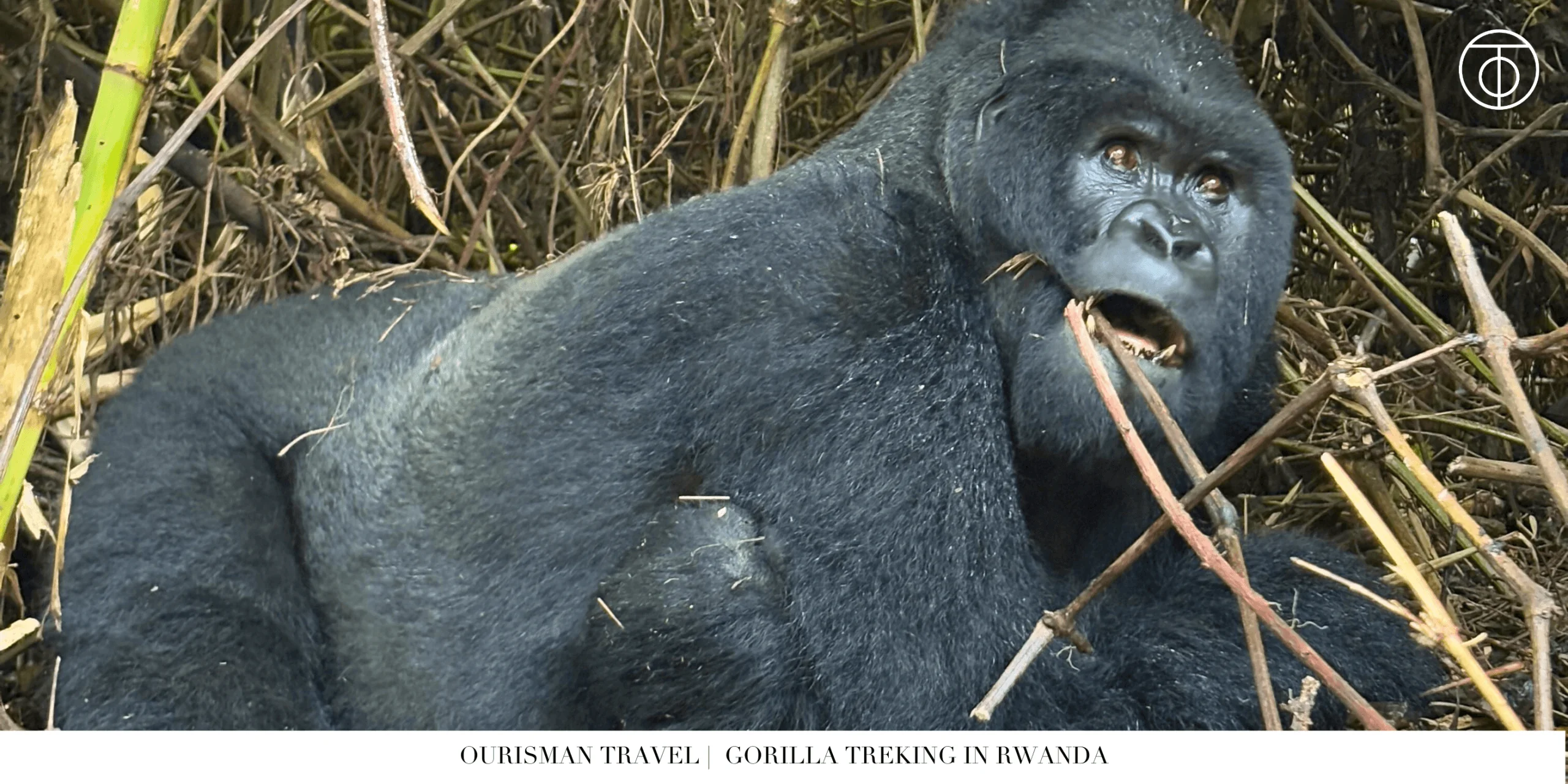 Gorillas Gorilla Trekking in Rwanda