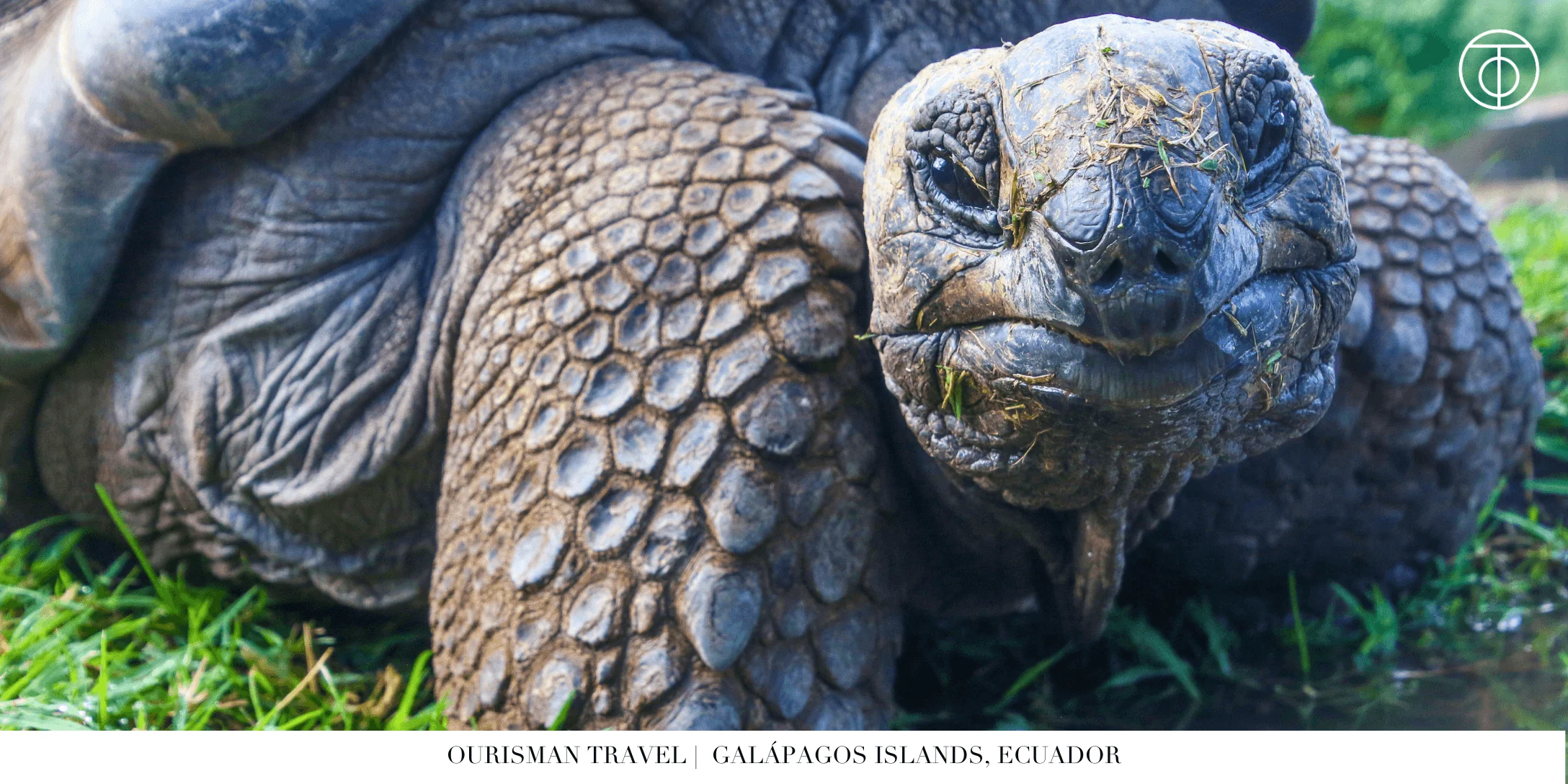 Galápagos Islands tortoise