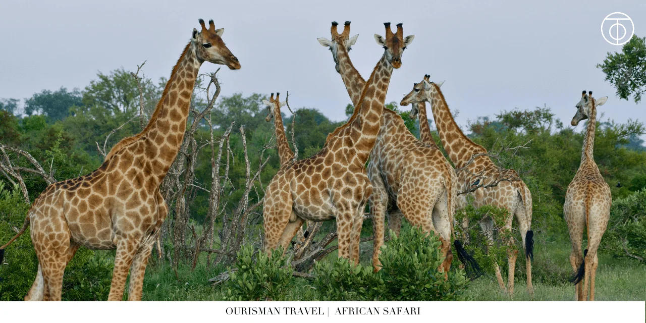 Girraffes on African safari