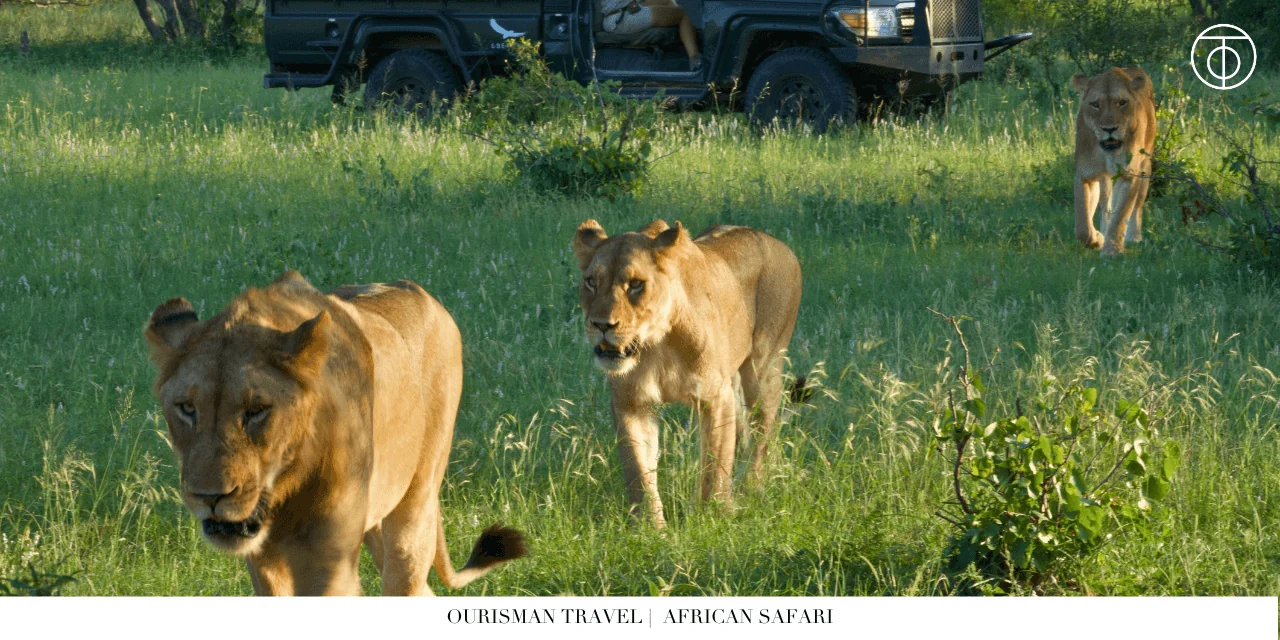 Lions on African safari