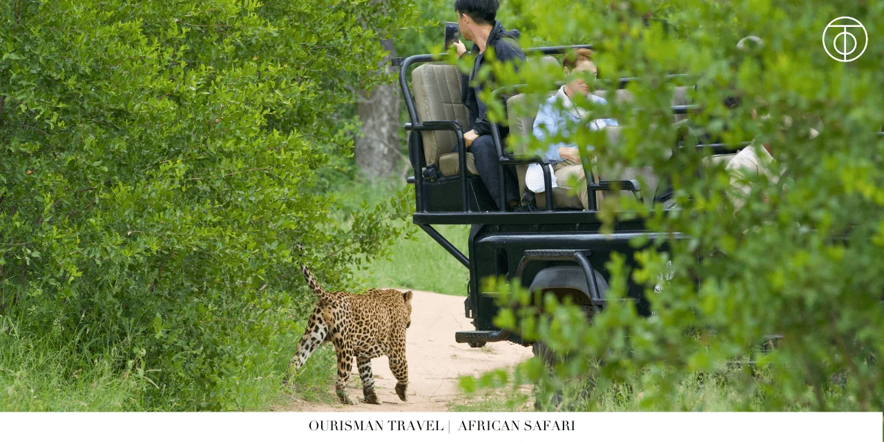 Cheetah cubs on African safari